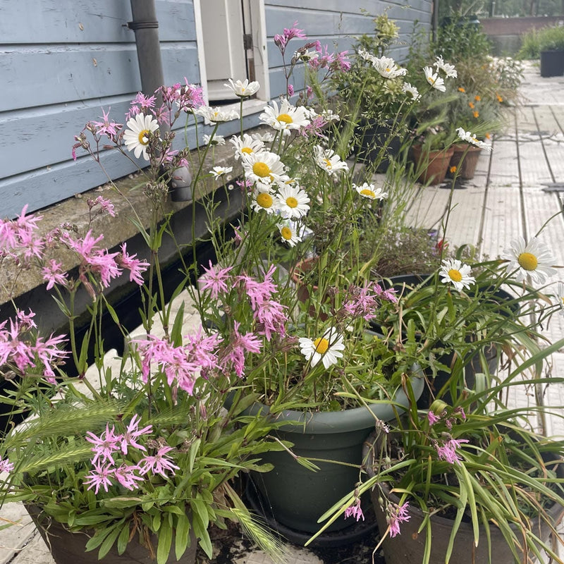 Biologische gewone margriet en een geel hart in pot