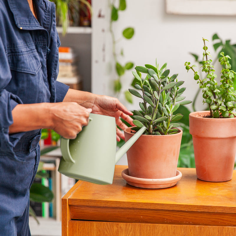 een close up van iemand die kamerplanten water geeft met een salie groene gieter