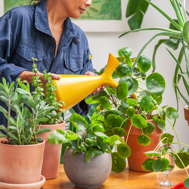 Foto van iemand die planten water geeft met de okergele gieter van elho