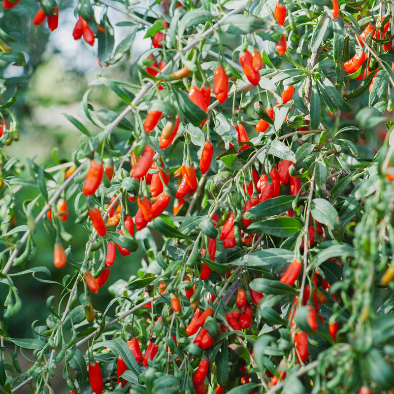 Biologische Gojibes vol met bessen