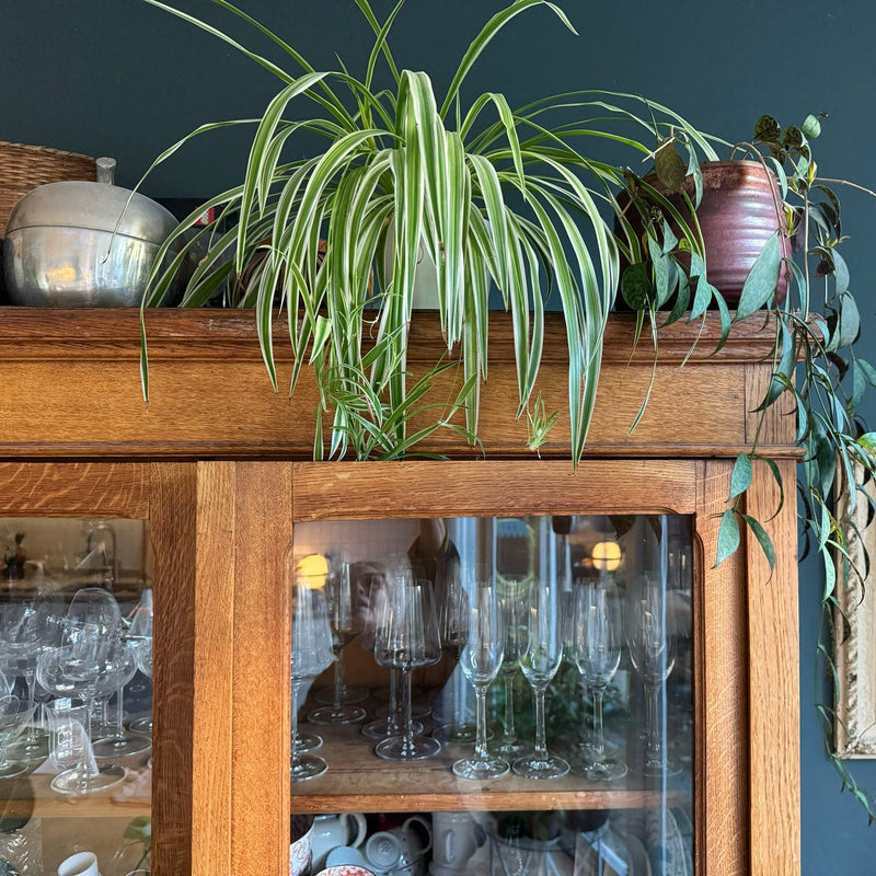 Graslelie op servies kast in huis