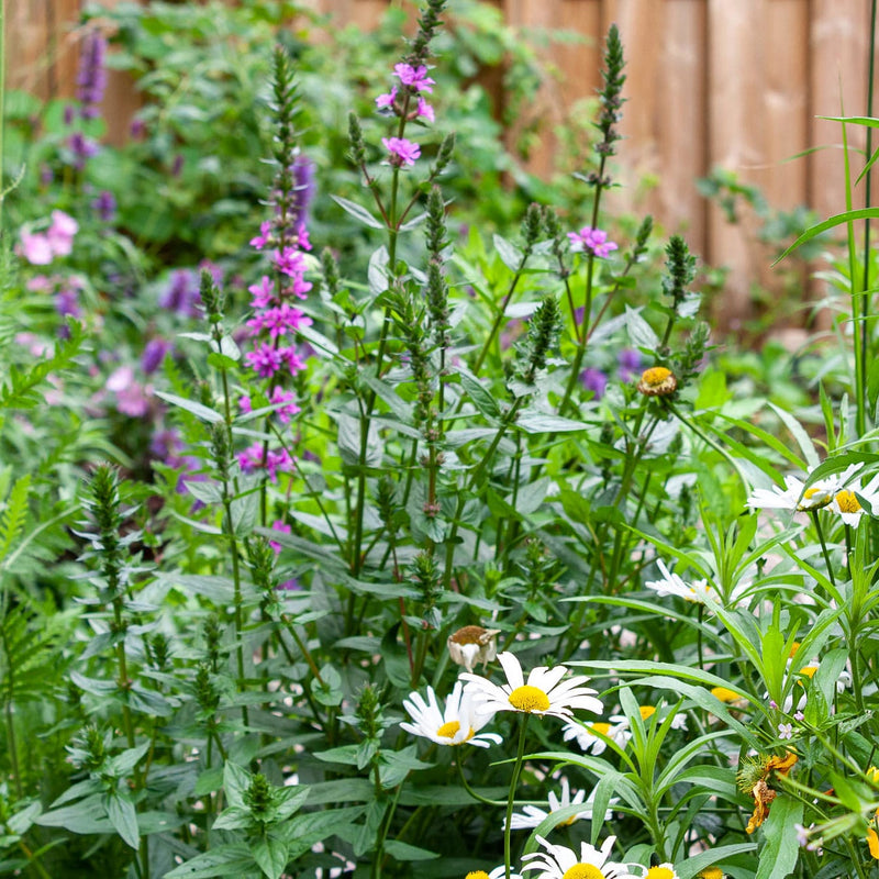 Biologische grote kattenstaart met paarse bloemen in een tuin