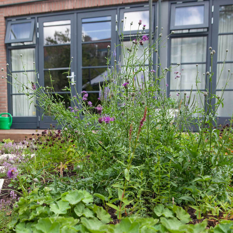 Biologische grote centaurie met rozepaarse bloemen in een tuin
