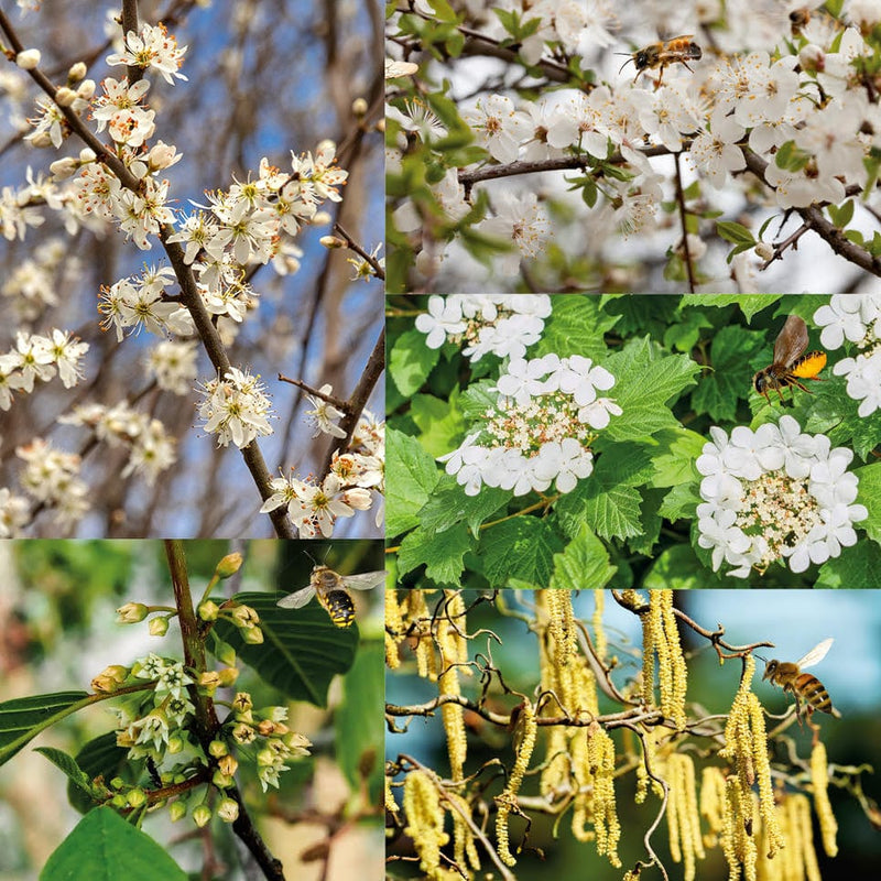 Heestermix Bijenparadijs