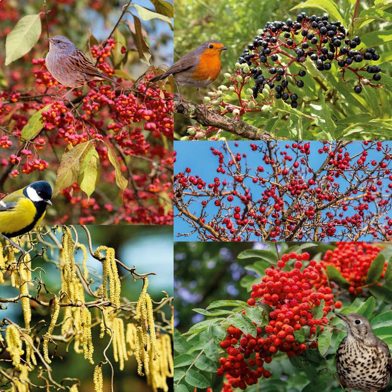 Heestermix Vogelparadijs