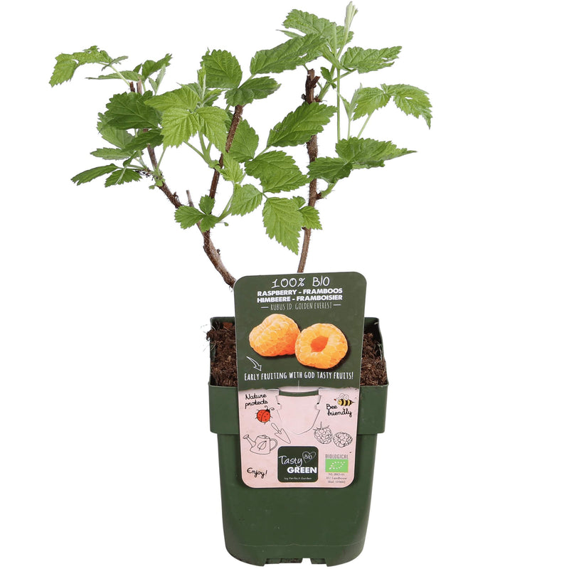 Biologische framboos rubus golden everest in een kweekpot.