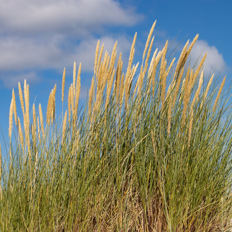 Biologisch helmgras in de zon.