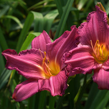 Daglelie Summer Wine Daglelie Summer Wine