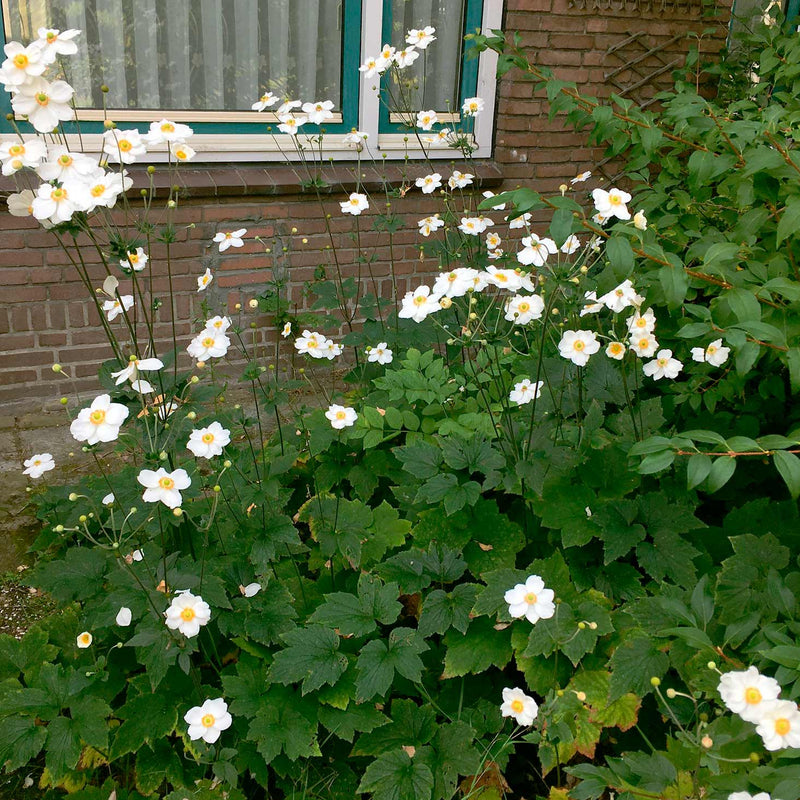 Herfstanemoon in een border