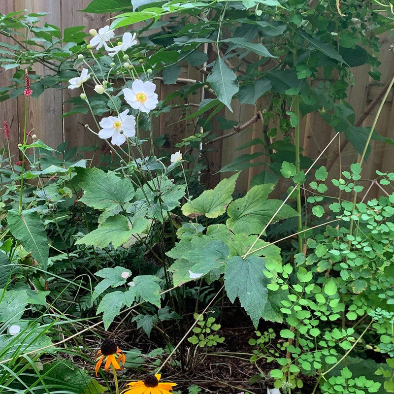 herfstanemoon in een tuin