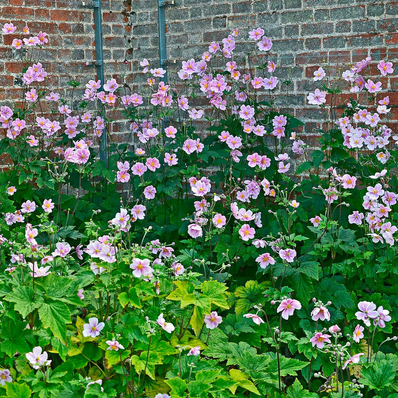 Roze Herfstanemoon in een border