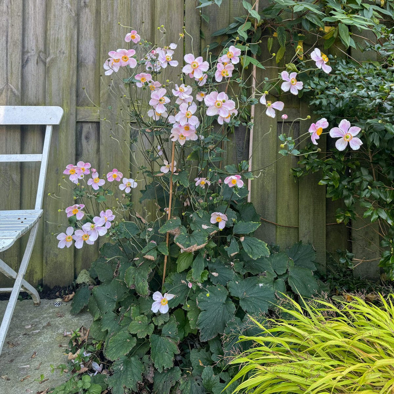 Herfstanemoon robustissima in border tegen schutting