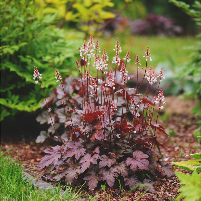 Biologische Heuchera Chocolate Ruffles