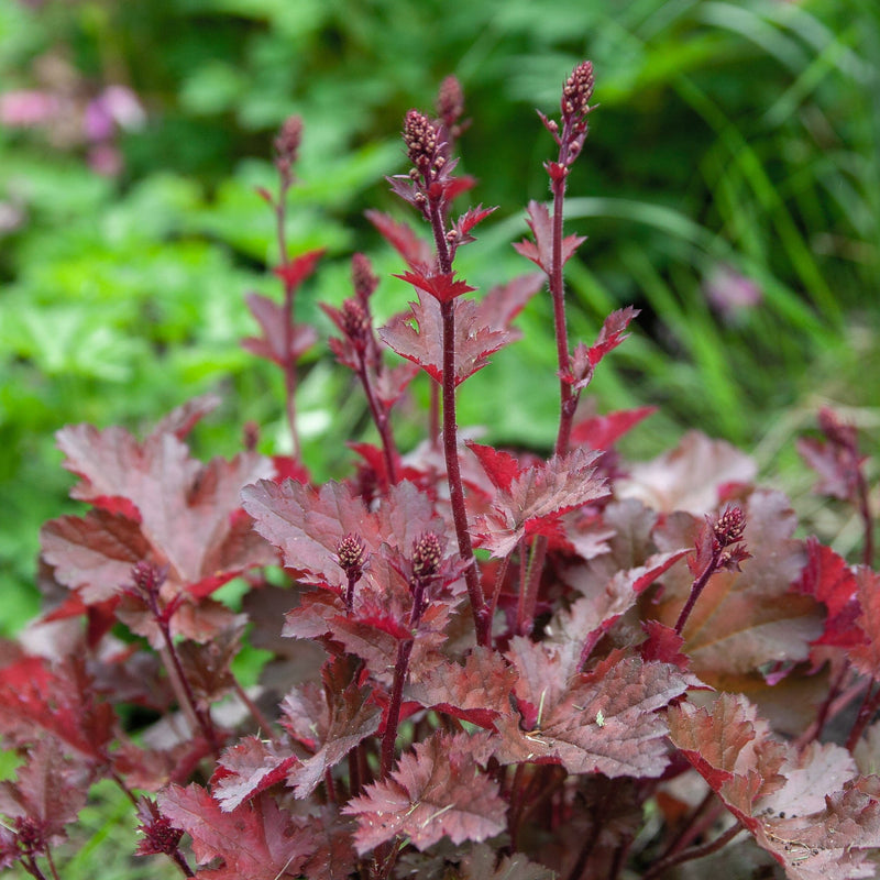 Heuchera Chocolate Ruffles