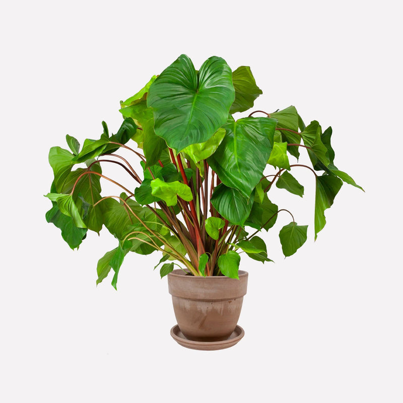 Homalomena in bolle grijze terracotta pot