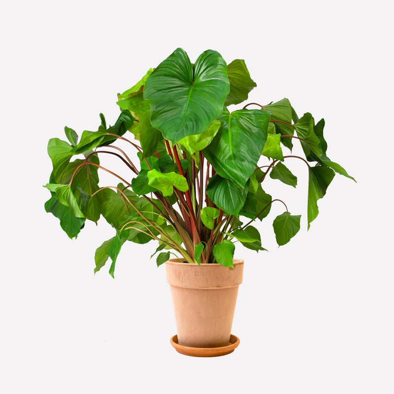 Homalomena in lichte hoge terracotta pot