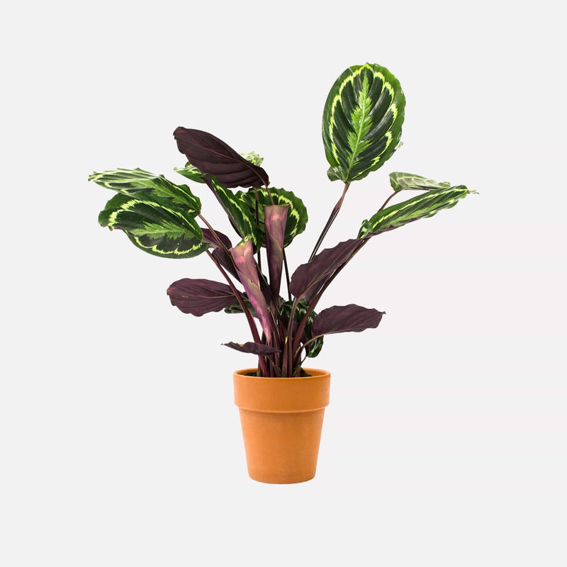 Hoog 21  terracotta pot met Calathea Medaillon plant