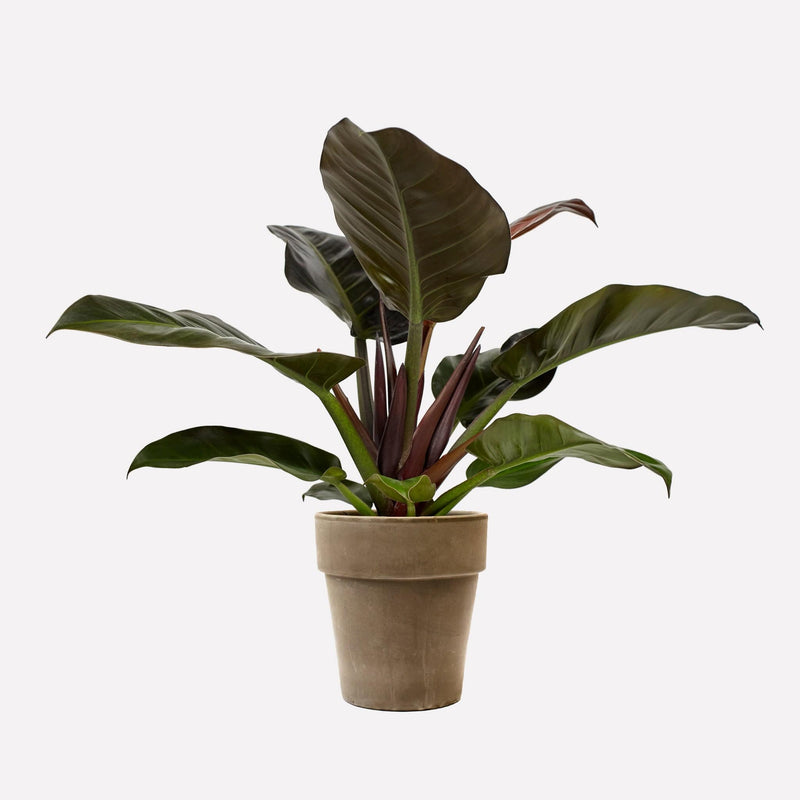 Hoog grijs 21 terracotta pot met Philodendron imperial red