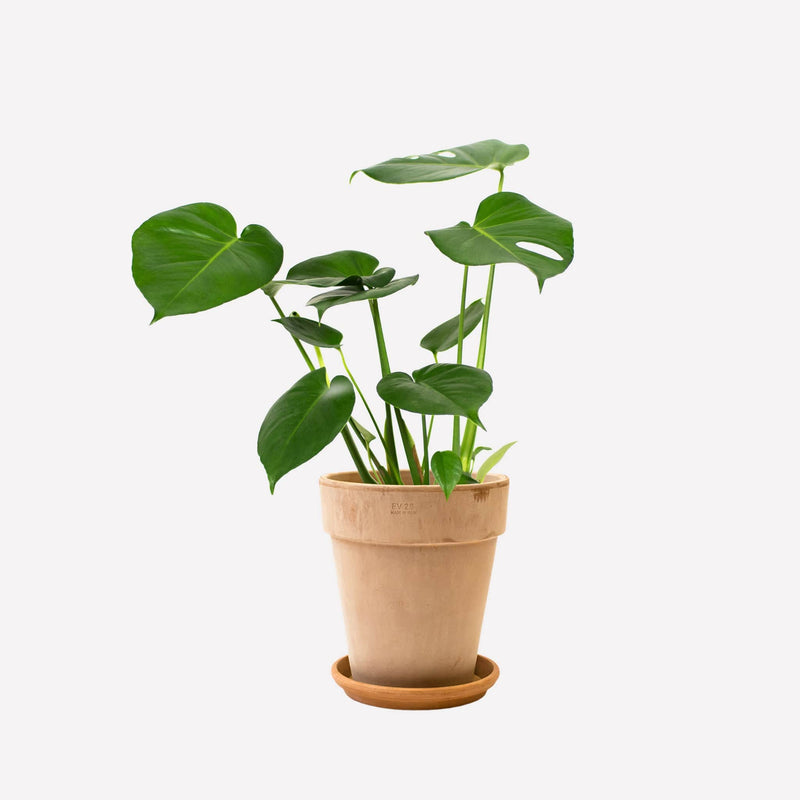 Hoog licht terracotta pot 26 Monstera Deliciosa