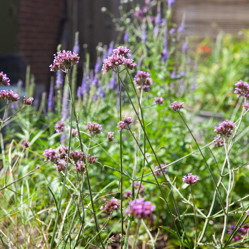 IJzerhard in de tuin