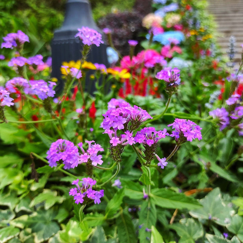 Biologische verbena rigida in de tuin.