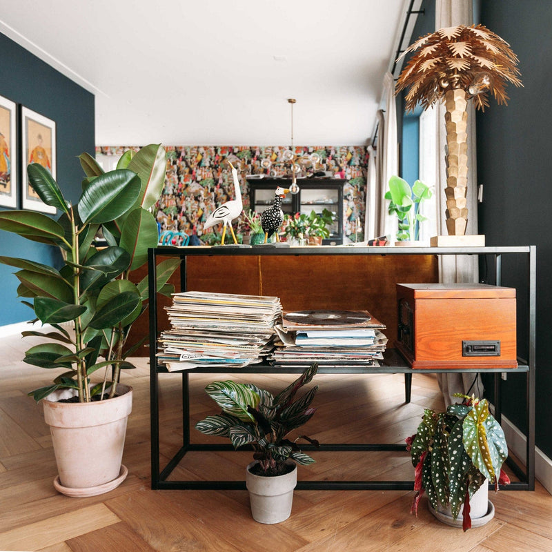 Indische rubberplant in woonkamer