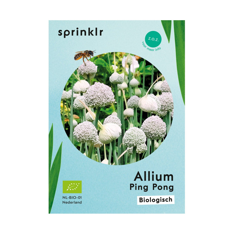 Allium Ping Pong