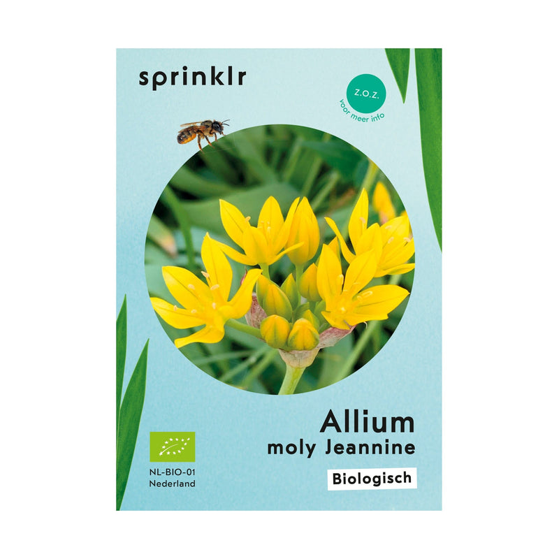 Allium Moly Jeannine