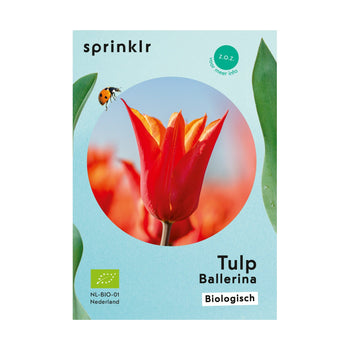 Tulp Ballerina Tulp Ballerina