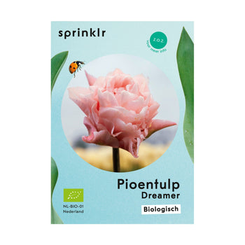 Pioentulp Dreamer Pioentulp Dreamer