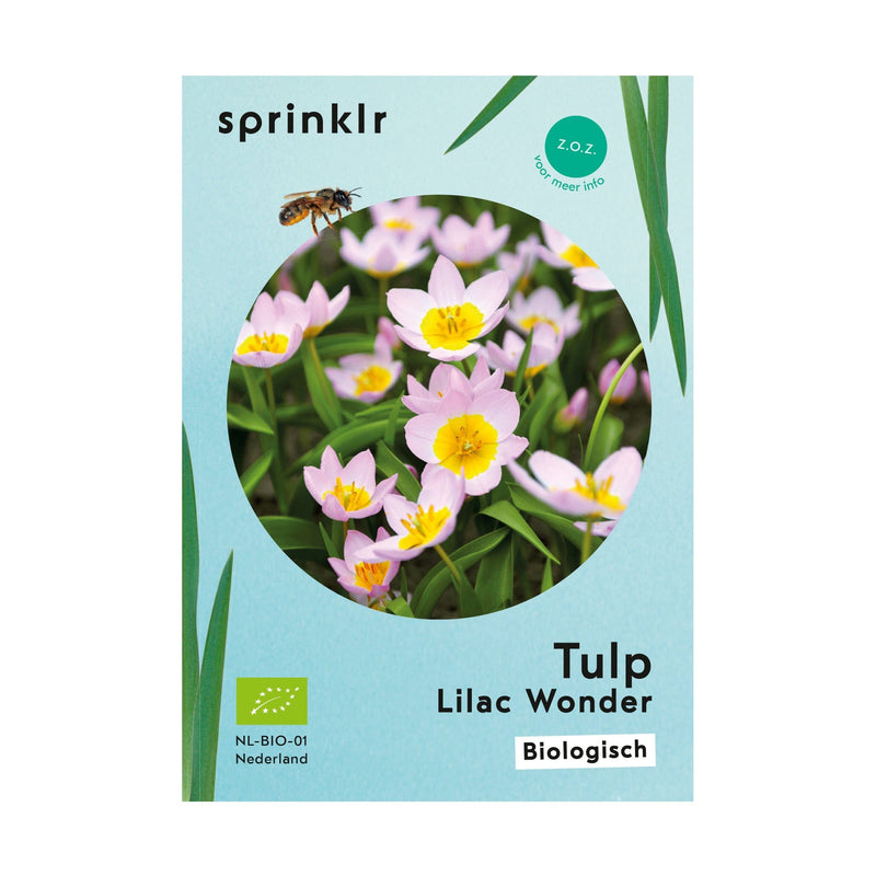Tulp Lilac Wonder