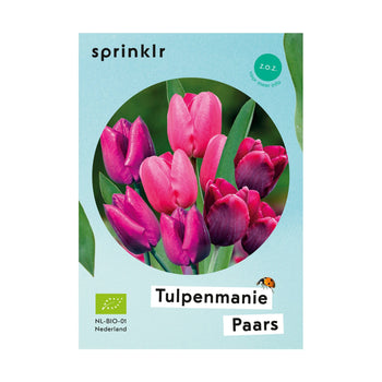 Tulpenmanie Paars Tulpenmanie Paars