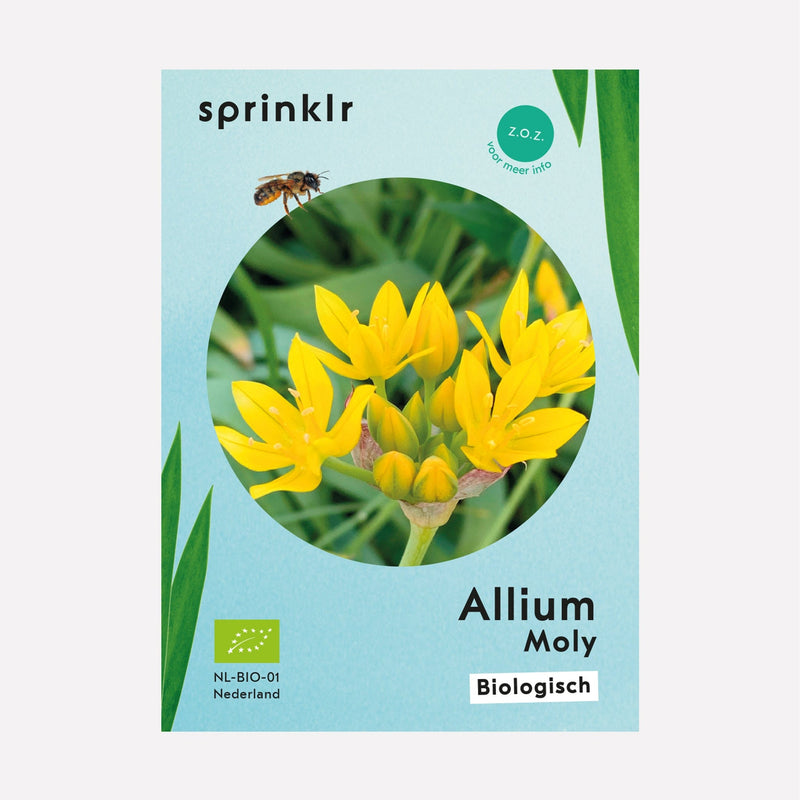 Allium Moly