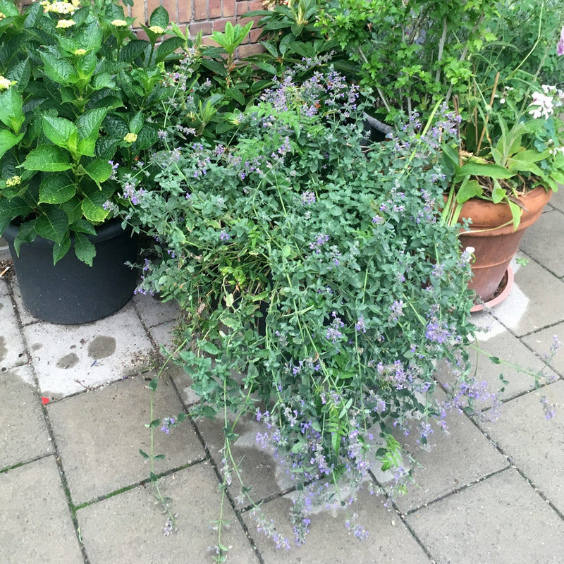 kattenkruid walkers low in een pot