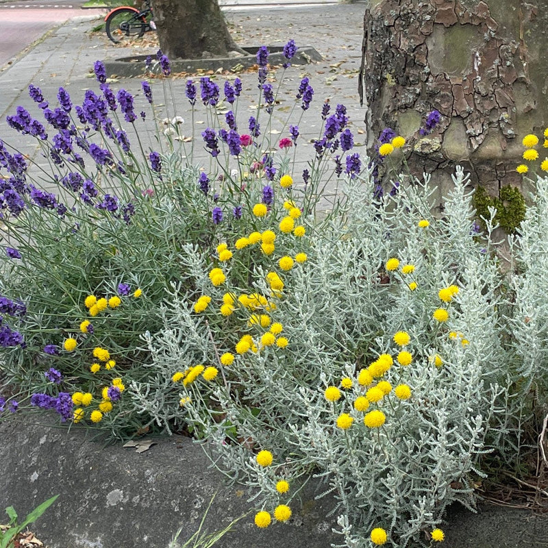 kerrieplant close up bloemen