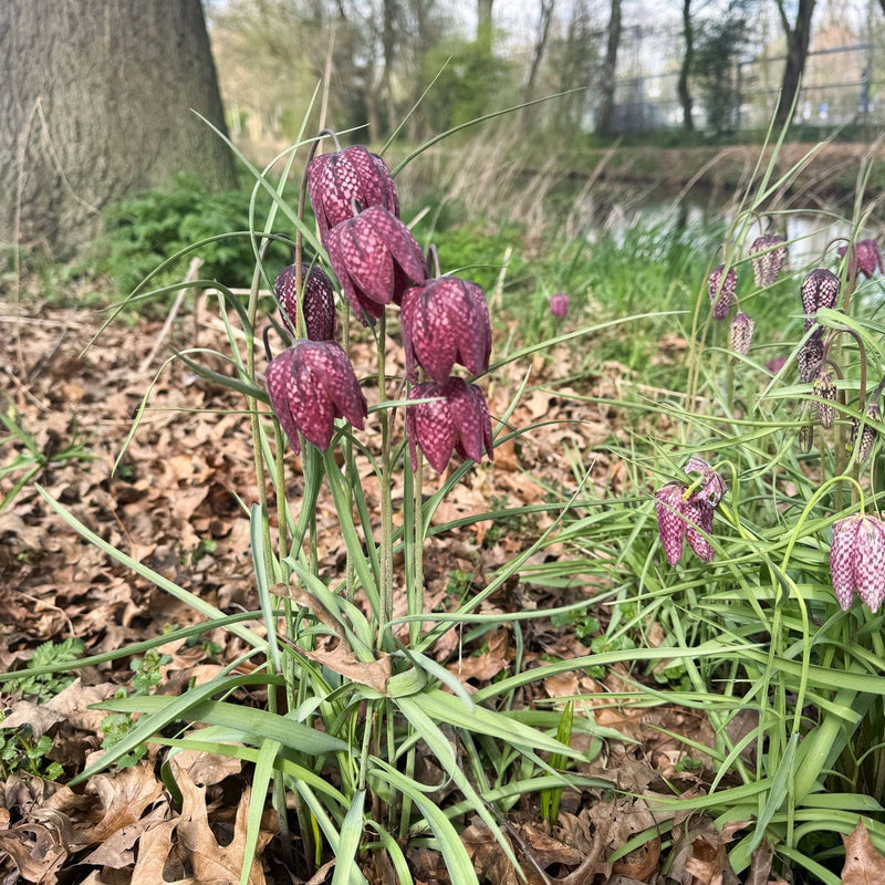 Voorjaarsbloeier Fritillaria Meleagris Kievitsbloem in een park