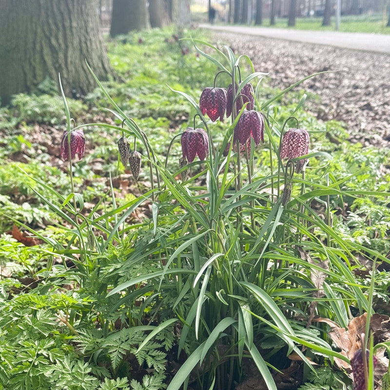 Voorjaarsbloeier Fritillaria Meleagris Kievitsbloem in een park