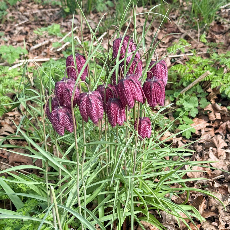 Voorjaarsbloeier Fritillaria Meleagris Kievitsbloem in een border