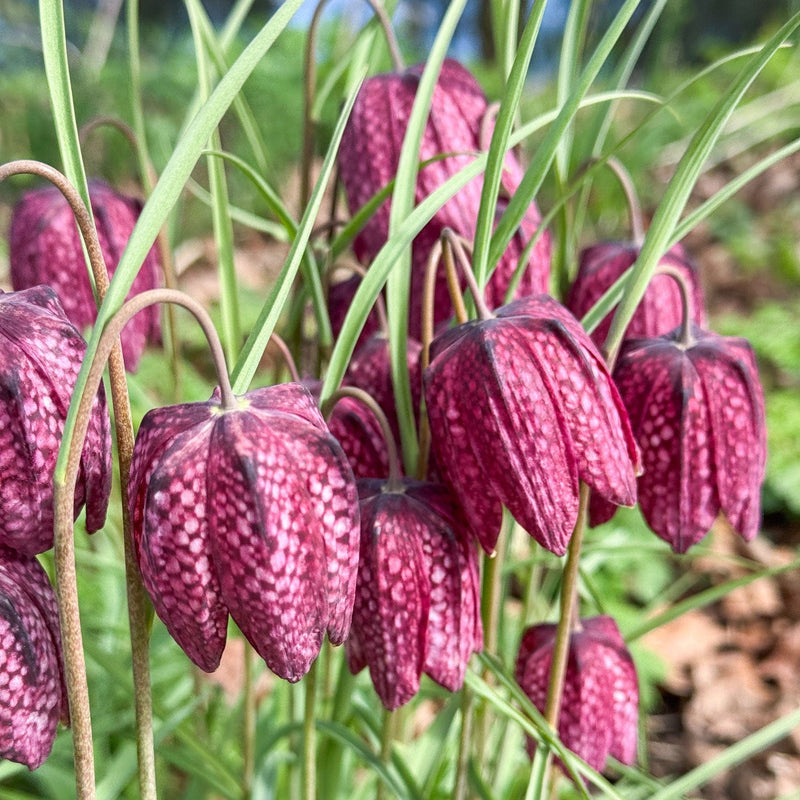 Voorjaarsbloeier Fritillaria Meleagris Kievitsbloem close up bloem in een border