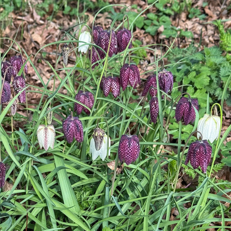 Voorjaarsbloeier Fritillaria Meleagris Kievitsbloem in een border