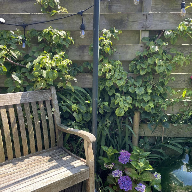 klimhortensia tegen schutting voor de bloei