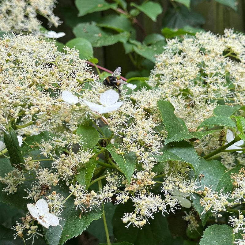 Klimhortensia close-up bloem met hommel