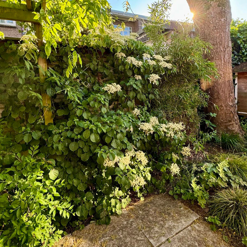 Klimhortensia tegen schutting in bloei