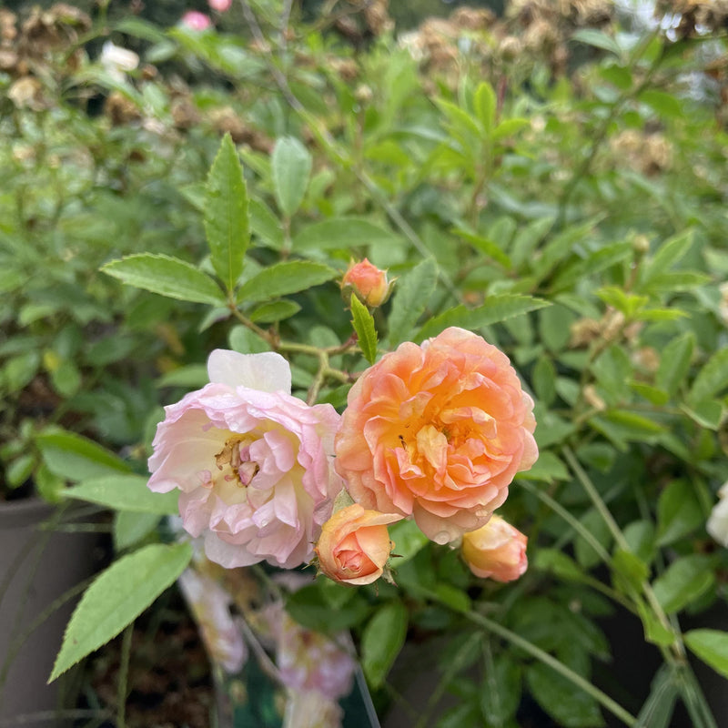 Klimroos Ghislaine de Feligone - rosa  Ghislaine de Feligone close up van bloemen in bloei