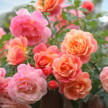 Klimroos Peach Melba Klimroos Peach Melba