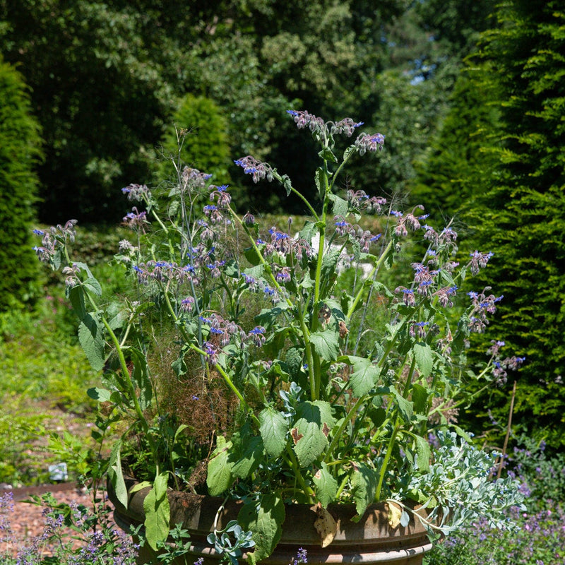 Komkommerkruid in pot