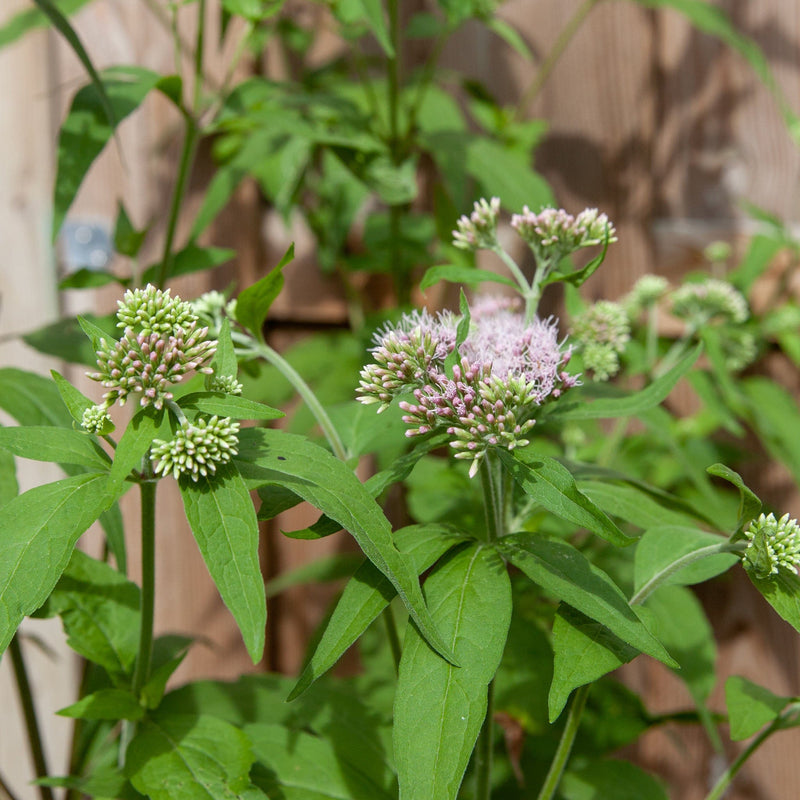 Konginnekruid biologisch, ook wel Eupatorium cannabinum, in bloei.