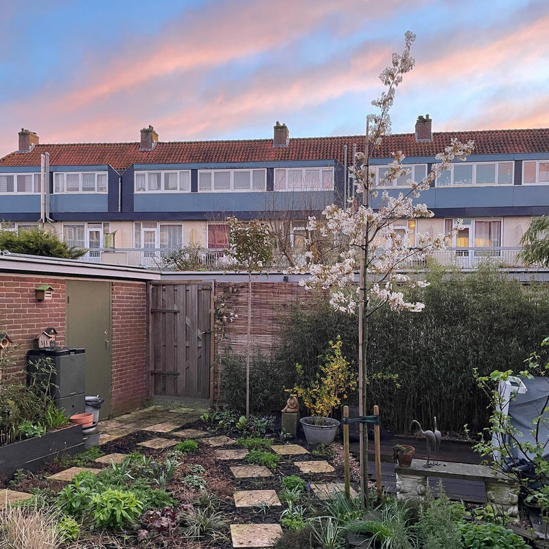 Krentenboom Amelanchier Lamarckii in bloei in de tuin