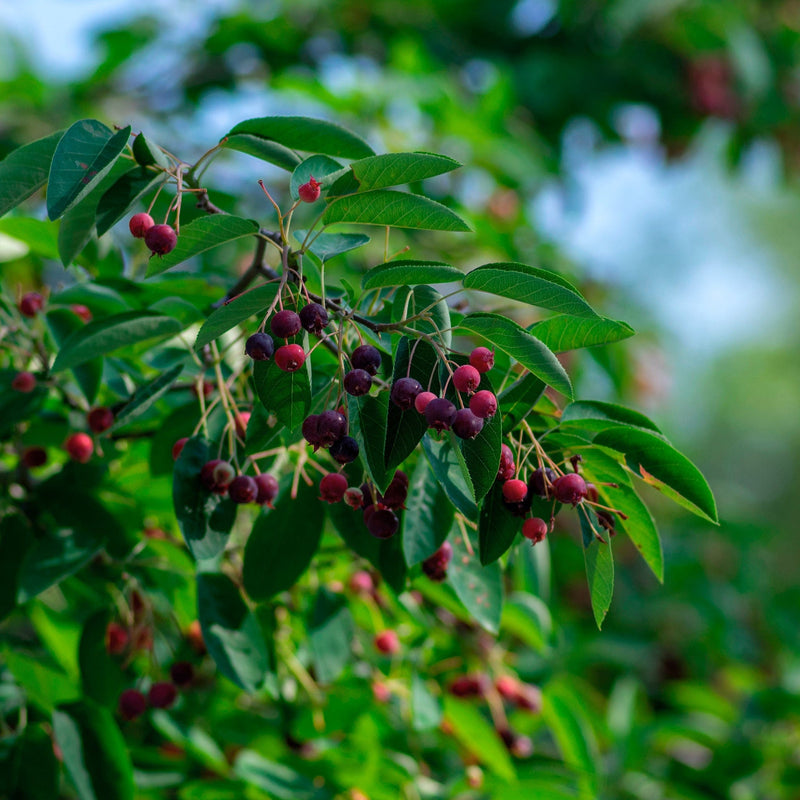 Krentenboom met paarsrode krenten aan tak met groen blad