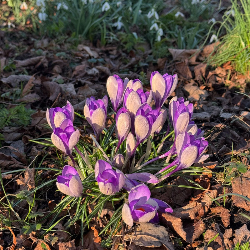 voorjaarsbloeier bloembol krokus barr's purple